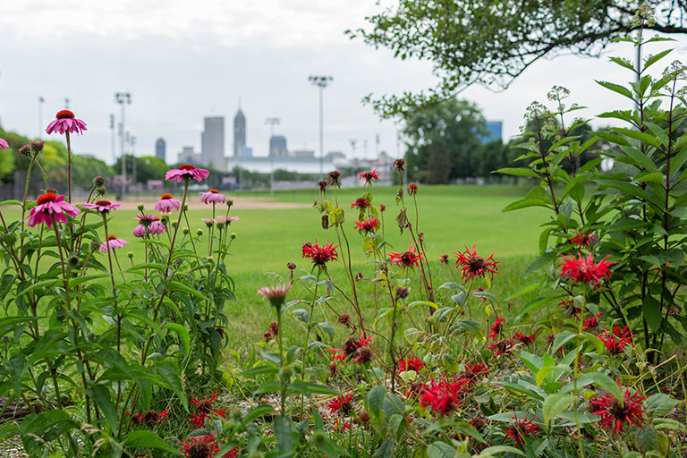 Flowers in the foreground with Indianapolis skyline in the background